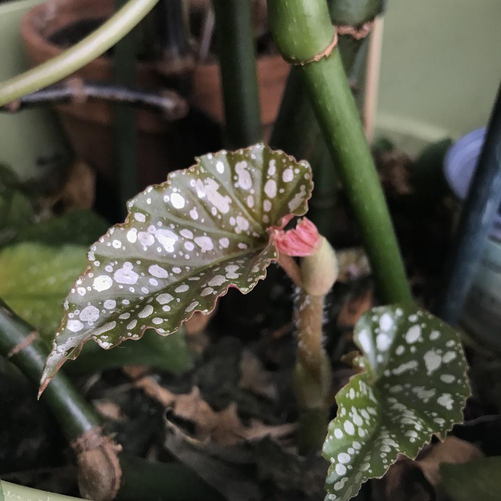 Photo of Cane Begonia (Begonia coccinea) uploaded by Araceae