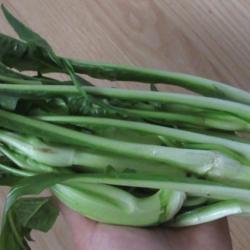 Location: Toronto, Ontario
Date: 2020-08-18
Chicory (Cichorium intybus 'Catalogna Puntarelle') is also called