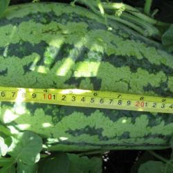 
Date: 2020-08-17
Watermelon (Citrullus lanatus 'Jubilee') fruit.