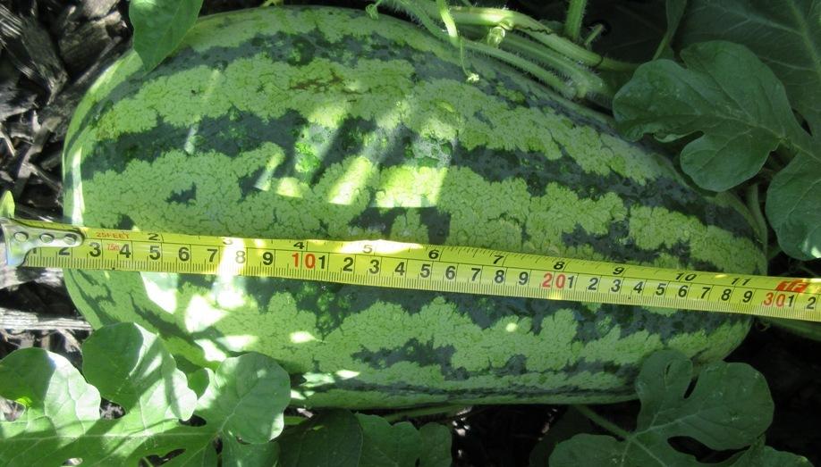 Photo of Watermelon (Citrullus lanatus 'Jubilee') uploaded by janelp_lee