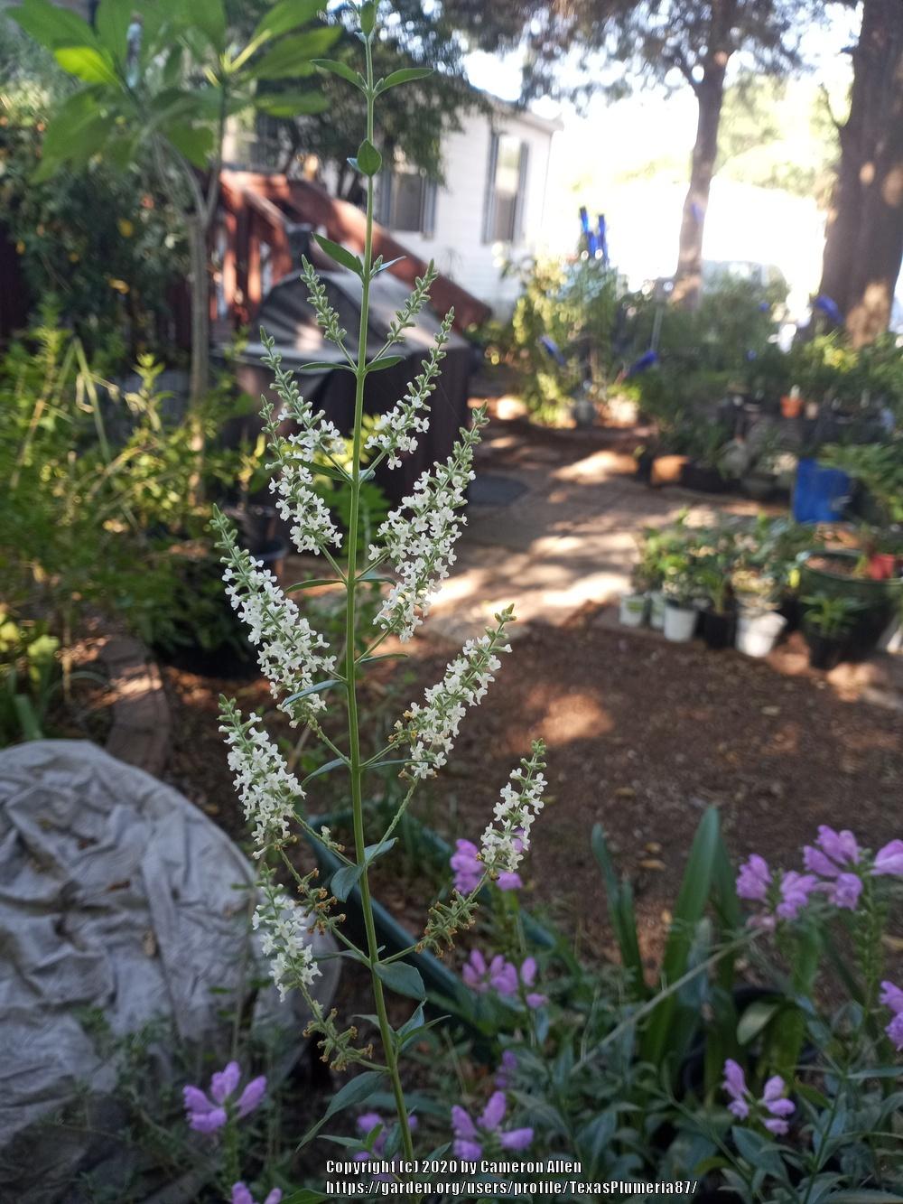 Photo of Whitebrush (Aloysia gratissima) uploaded by TexasPlumeria87