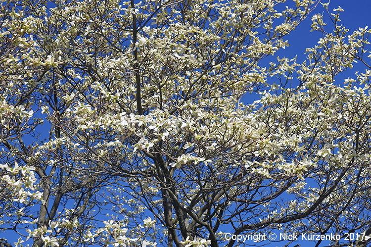 Photo of Flowering Dogwood (Cornus florida) uploaded by Nick_Kurzenko