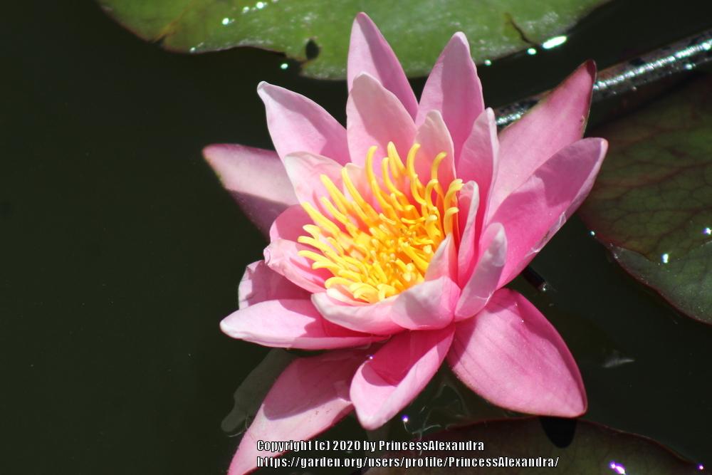 Photo of Tropical Waterlily (Nymphaea 'Pink Perfection') uploaded by PrincessAlexandra