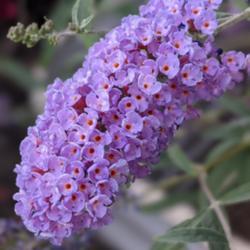 Location: My house(UT)
Date: 2020-08-24
A nice purple bloom of a Butterfly Bush