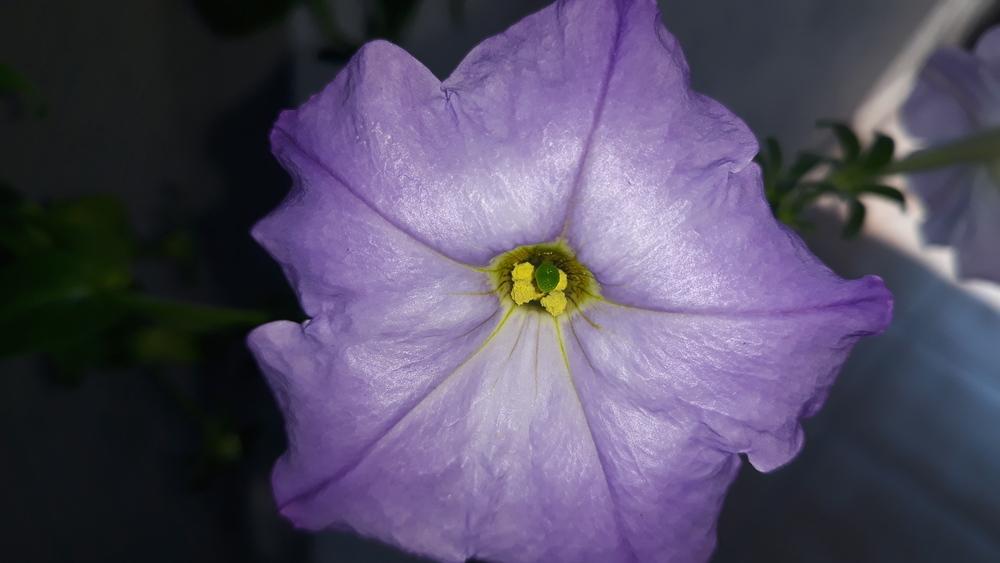 Photo of Petunias (Petunia) uploaded by skopjecollection