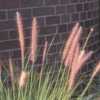close-up of grass flower spikes