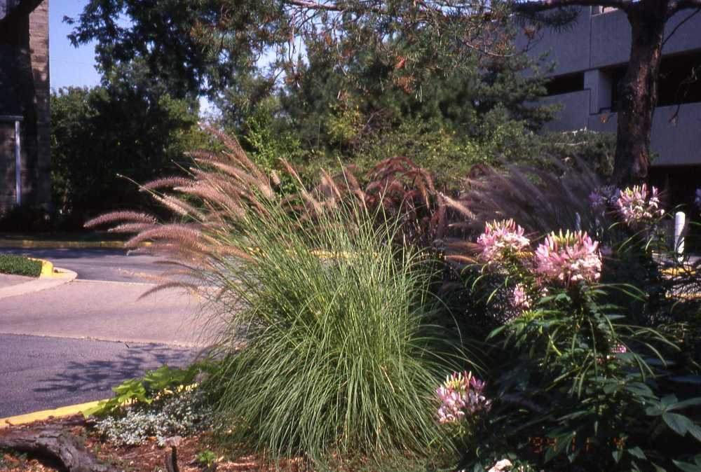 Photo of Rose Fountain Grass (Cenchrus setaceus) uploaded by ILPARW