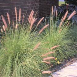 Location: Bolingbrook, Illinois
Date: summer of the 1990's
a few plants in a foundation planting