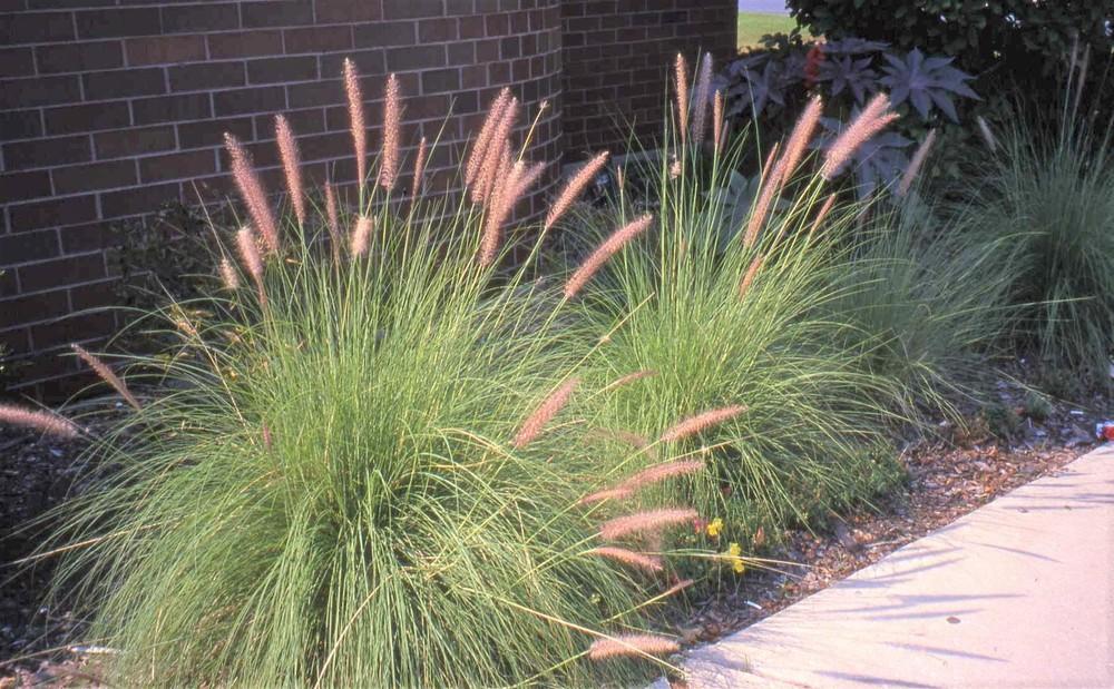 Photo of Rose Fountain Grass (Cenchrus setaceus) uploaded by ILPARW