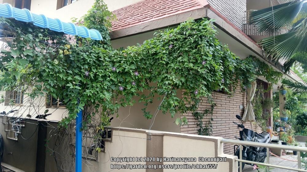 Photo of Maypop (Passiflora incarnata) uploaded by chhari55