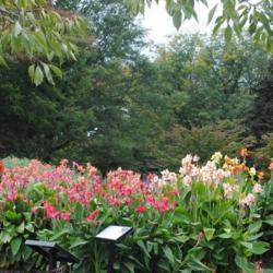 Location: Longwood Gardens in southeast PA
Date: 2014-10-03
a collection of mixed canna cultivars