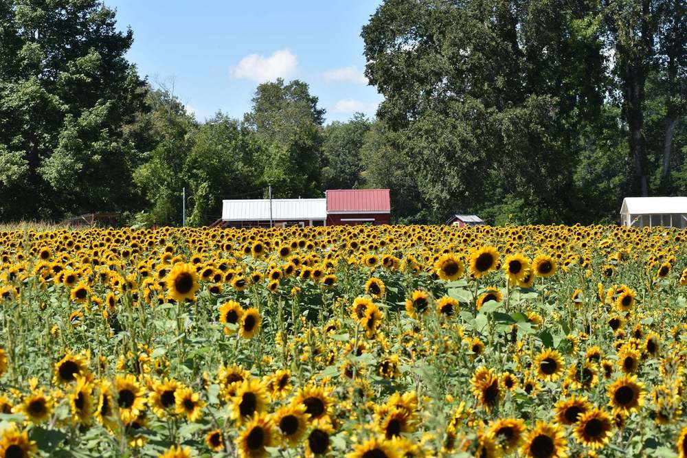 Photo of Sunflowers (Helianthus annuus) uploaded by pixie62560