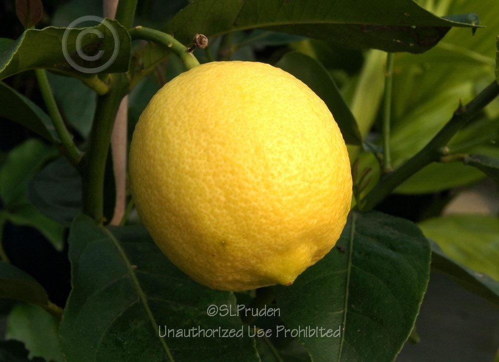 Photo of Lemon Tree (Citrus x limon 'Eureka') uploaded by DaylilySLP