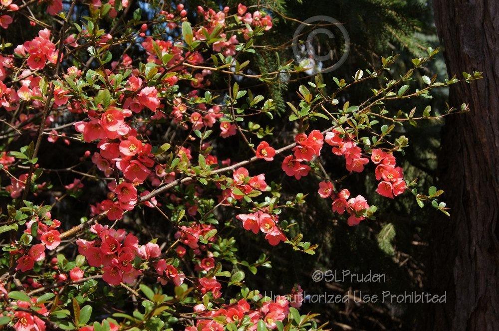 Photo of Flowering Quince (Chaenomeles japonica) uploaded by DaylilySLP