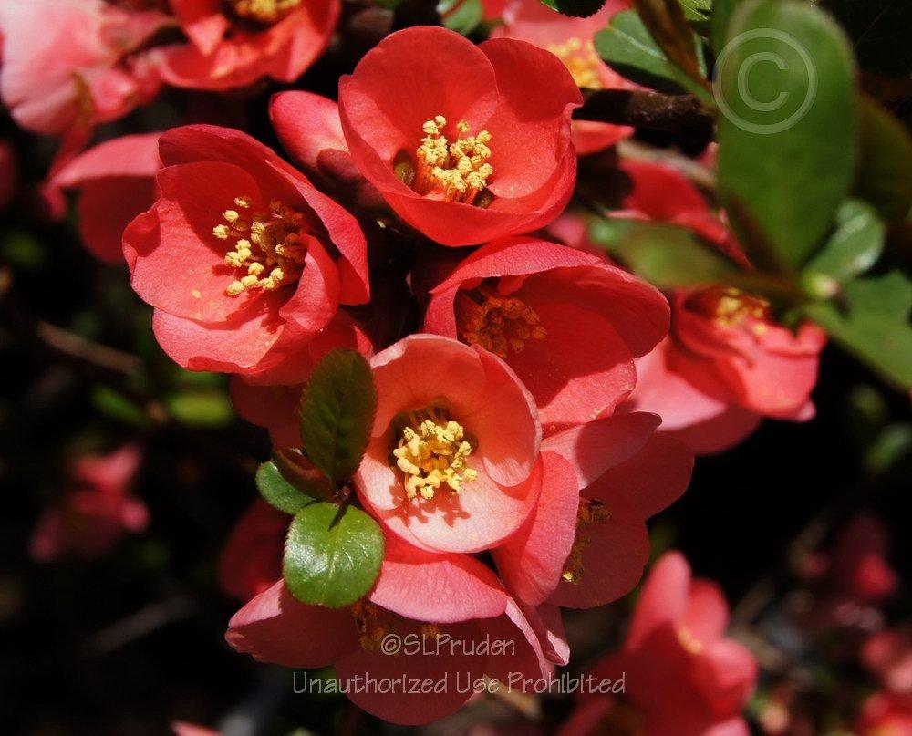 Photo of Flowering Quince (Chaenomeles japonica) uploaded by DaylilySLP