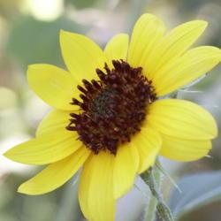 Location: Glendale, AZ
Date: 2020-09-10
Sunflower