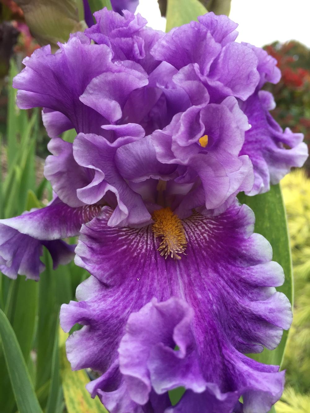 Photo of Tall Bearded Iris (Iris 'Foreign Scandal') uploaded by ElleBeesIrisWorld
