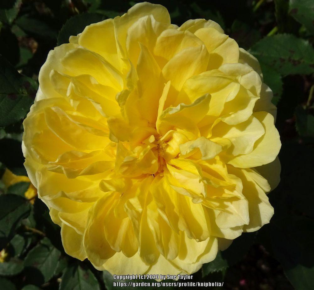 Photo of Rose (Rosa 'Molineux') uploaded by kniphofia