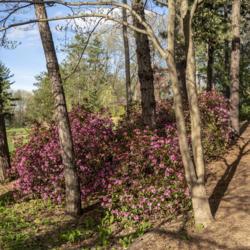 Location: Nichols Arboretum, Ann Arbor, Michigan
Date: 2019-05-10
Several plants of Olga Mezitt rhododendron growing along the Laur