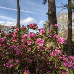 Location: Nichols Arboretum, Ann Arbor, Michigan
Date: 2019-05-10
One of my favorite rhododendrons along the Laurel Ridge Trail in 