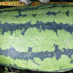 Location: Toronto, Ontario
Date: 2020-09-23
Watermelon (Citrullus lanatus 'Jubilee').