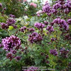 Location: Holehird garden, Cumbria, UK
Date: 2014-09-22
