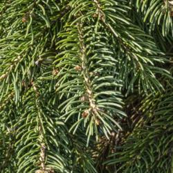 Location: Hidden Lake Gardens, Tipton, Michigan
Date: 2019-10-15
Fairly typical spruce needles on the tree.  Everything else about