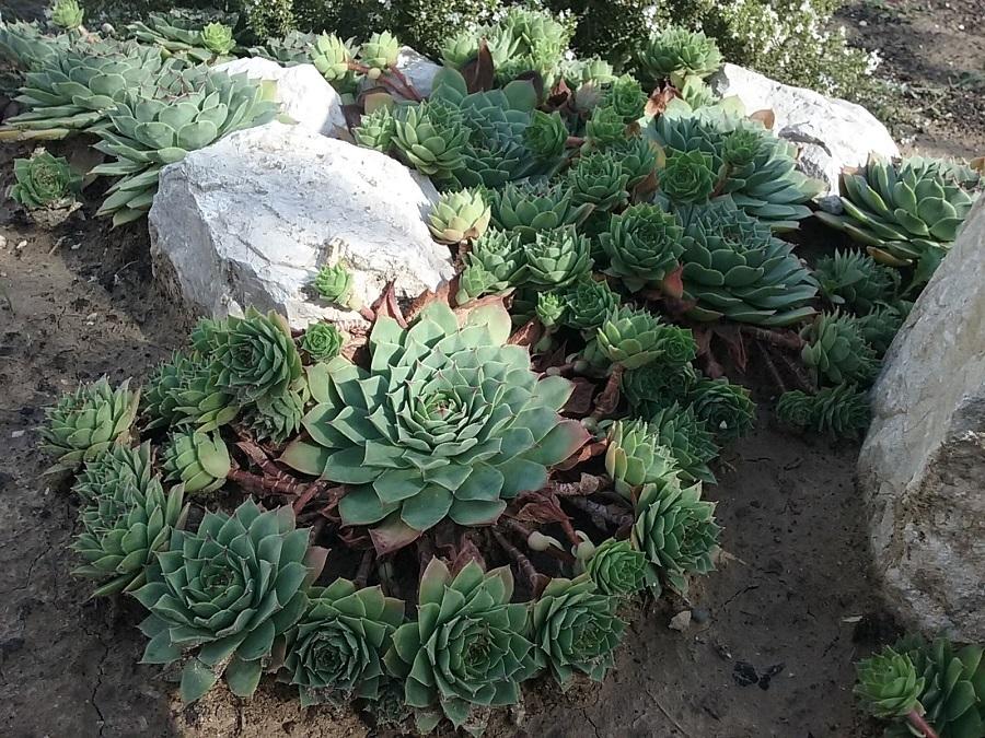 Photo of Hen and Chicks (Sempervivum tectorum) uploaded by Lucius93