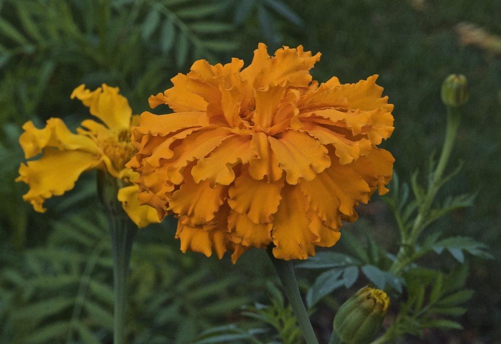 Photo of African Marigold (Tagetes erecta) uploaded by Fleur569