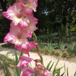 Location: Botanical Garden, Faculty of Scence, Zagreb, Croatia
Date: 2020-07-14
Gladiolus Grandiflorus series 'My Love'