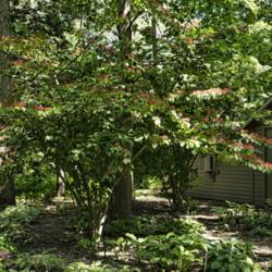 Location: Toledo Botanical Gardens, Toledo, Ohio
Date: 2012-07-10
Viburnum plicatum tomentosum 'Mariesii'. pruned as a small multi-