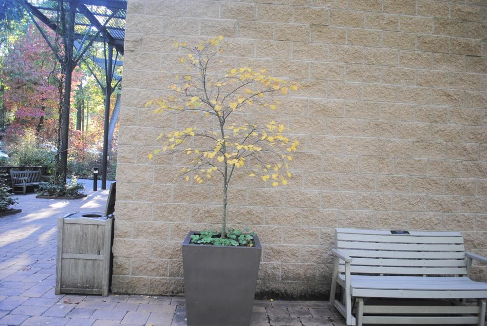 Photo of Eastern Redbud (Cercis canadensis 'Ace of Hearts') uploaded by ILPARW