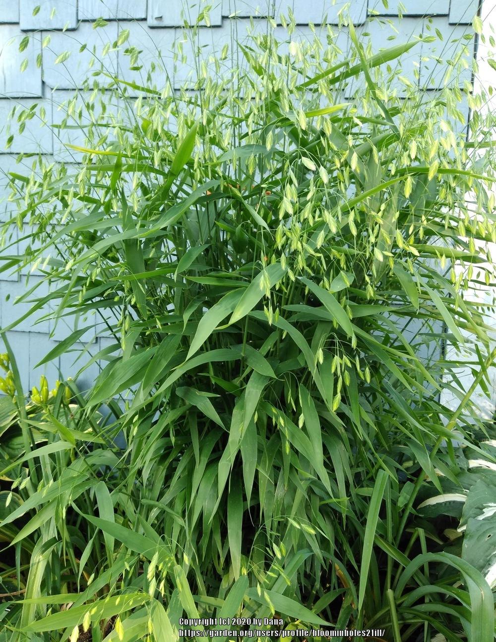 Photo of Northern Sea Oats (Chasmanthium latifolium) uploaded by bloominholes2fill