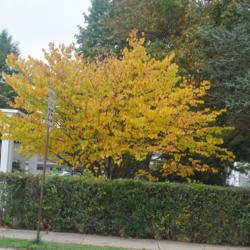 Location: Downingtown Pennsylvania
Date: 2020-10-22
crown of young, mature tree in fall color