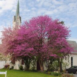 Location: Downingtown Pennsylvania
Date: 2017-04-20
full-grown tree in bloom