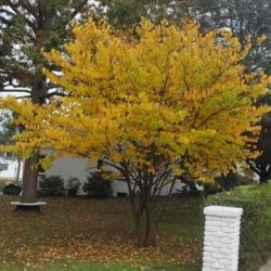 Location: Downingtown Pennsylvania
Date: 2020-10-22
young mature plant in golden fall color