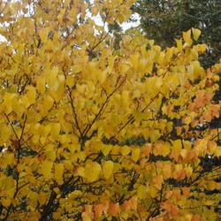 Location: Downingtown Pennsylvania
Date: 2020-10-22
fall foliage