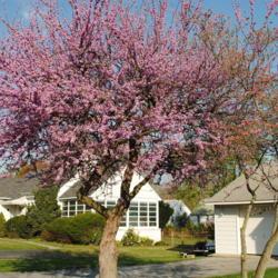 Location: Downingtown Pennsylvania
Date: 2010-04-08
tree in bloom