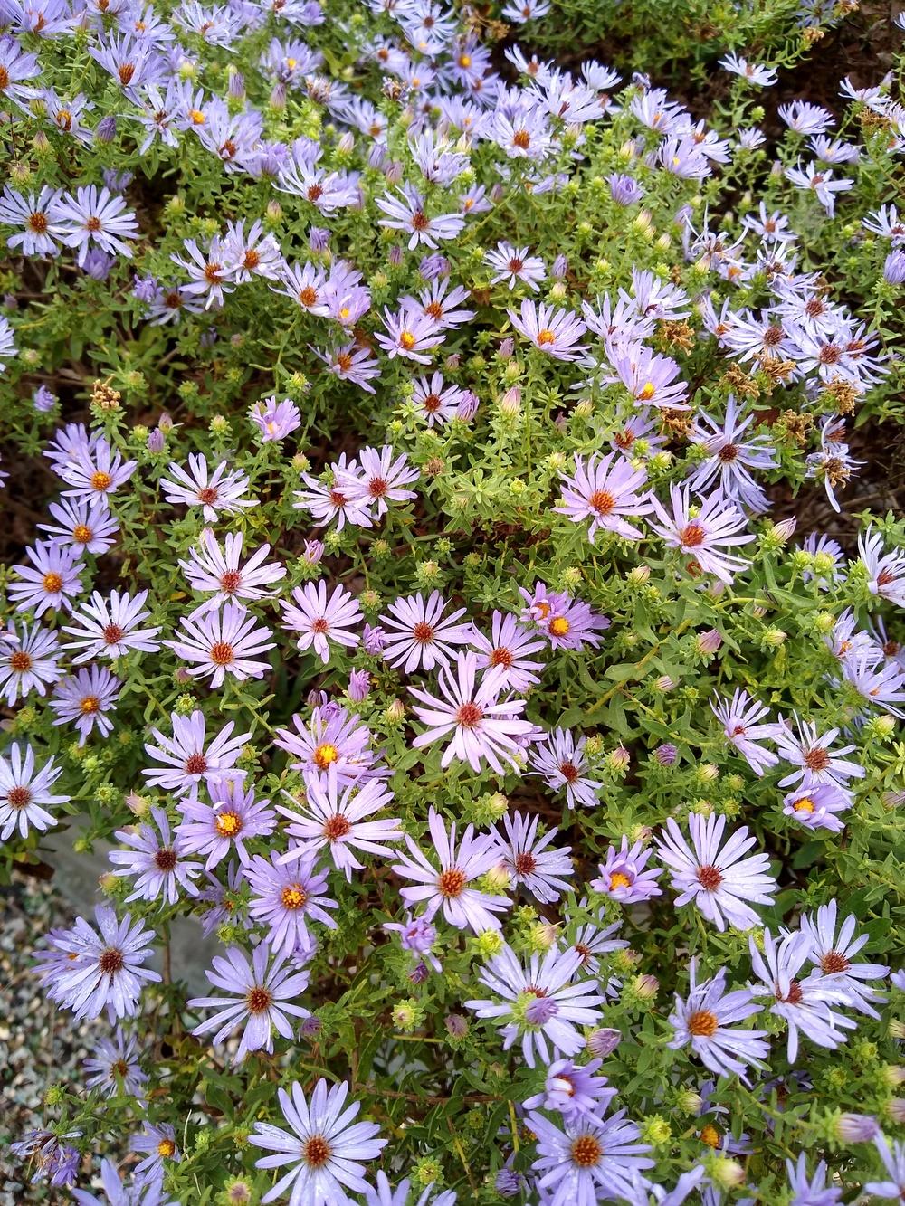 Photo of Asters (Aster) uploaded by christinereid54