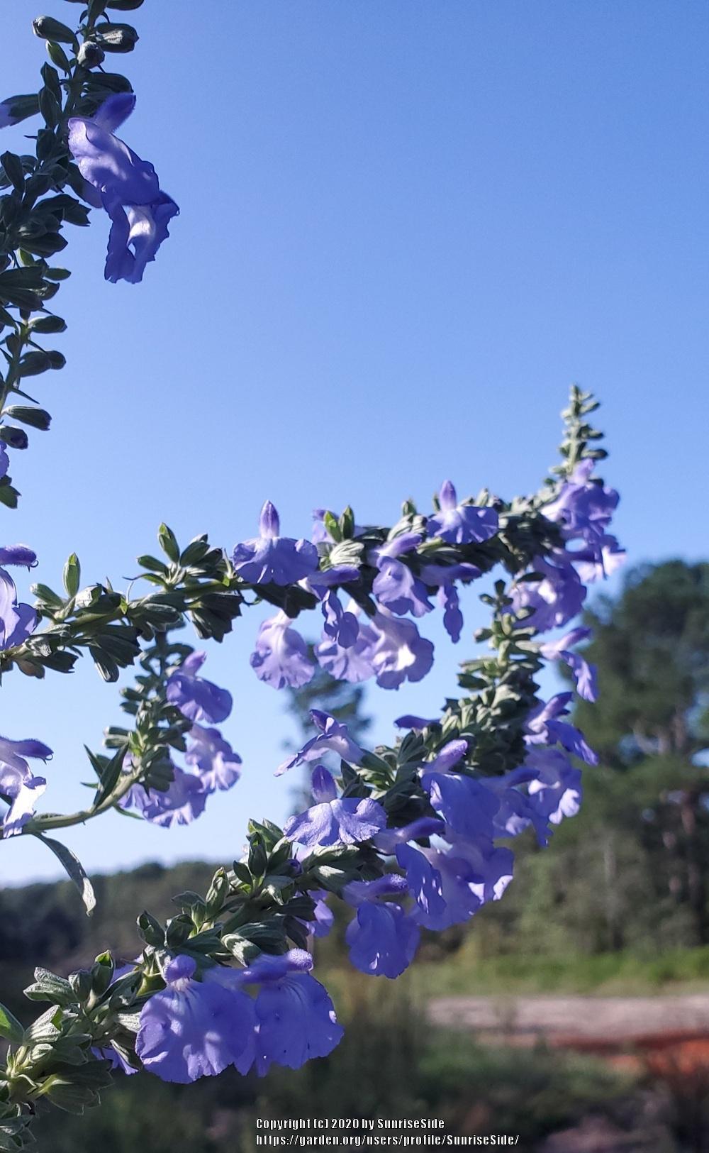 Photo of Blue Sage (Salvia azurea) uploaded by SunriseSide