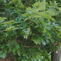 Location: Downingtown Pennsylvania
Date: 2018-07-29
White Oak summer foliage