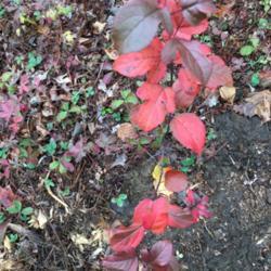 Location: Southern Maine
Date: 2020-10-29
Fall color of purple ninebark sapling.