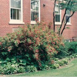 Location: Hinsdale, Illinois
Date: late Spring about 1990
full-grown specimen