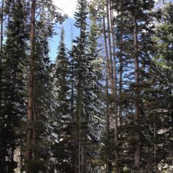 Location: SD
Date: 2020-09-08
Grove of Pine trees at Yellowstone National Park in Wyoming after