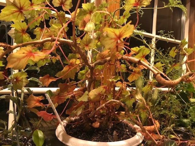 Photo of Maple-Leaf Begonia (Begonia dregei) uploaded by carpathiangirl