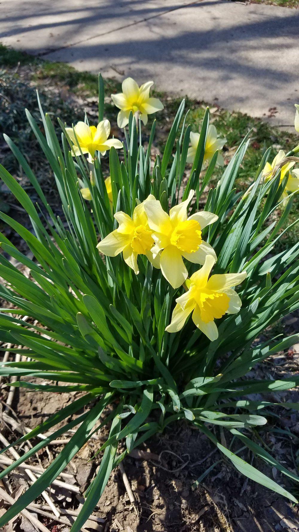 Photo of Daffodils (Narcissus) uploaded by Bschmuck