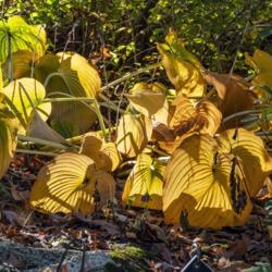 Location: Benedict Hosta Hillside, Hidden Lake Gardens, Tipton, Michigan
Date: 2020-10-28
Hostas are an underappreciated source of fall color in the garden