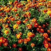 2020-10-11 Large swath of Marigolds, French Brocade mix, our Proj