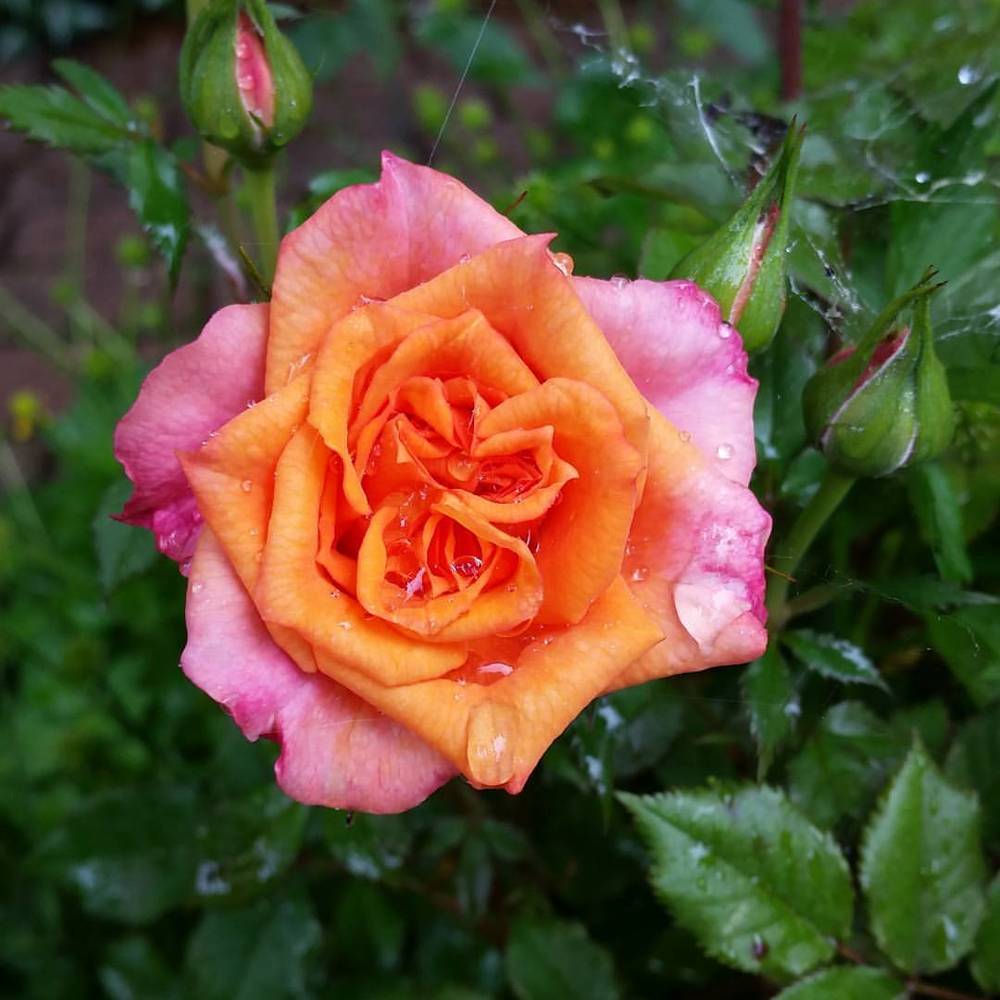 Photo of Roses (Rosa) uploaded by dnrevel