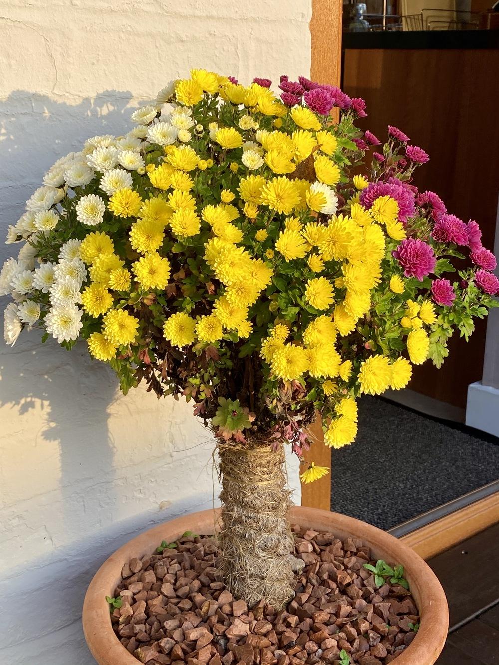 Photo of Chrysanthemum uploaded by ketsui73